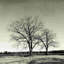Arbre n ° 57 - Peinture-893686241-930927705