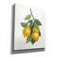 Toile épique «Lemon Branch 3» par Albena Hristova, graffiti épique, 20 po x 24 po