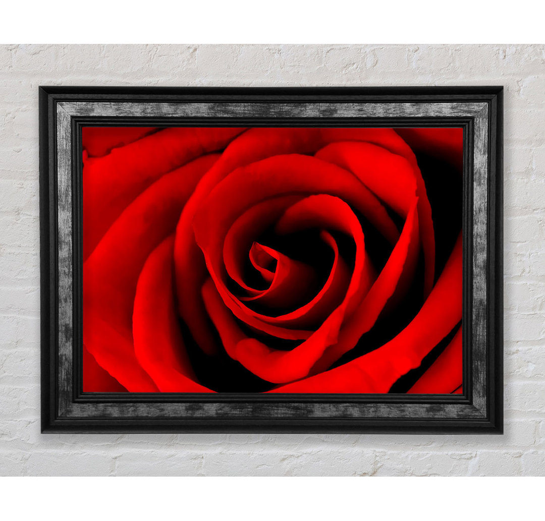 Red Rose Beauty - Einzelne Bilderrahmen Kunstdrucke