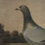 Pigeon Print