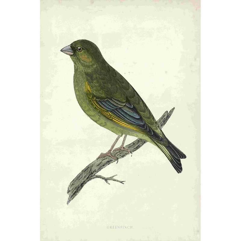 Morris Greenfinch, H 18 po x l 12 po