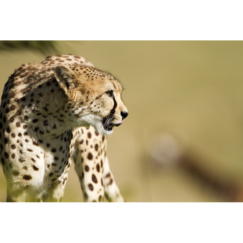 Cheetah Portrait - Wrapped Canvas Print, 61cm H x 91cm W x 3.8cm D