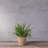 Carreras Planter-511374858-511374852