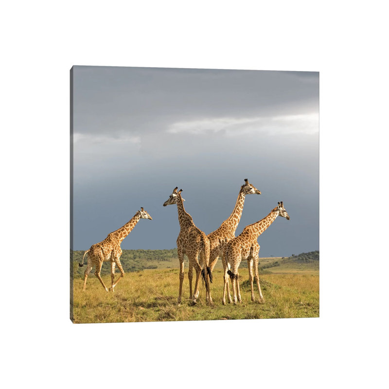 Colour Giraffe Herd II by Klaus Tiedge - Wrapped Canvas Print, 45.72 cm H x 45.72 cm W x 1.91 cm D