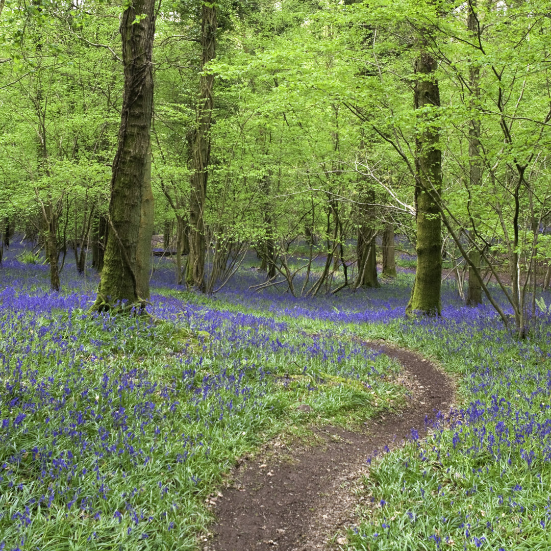 Leinwandbild Barmy Bluebells von Matthewleesdixon