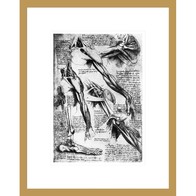 Dessin des études sur les bras, les mains et les pieds par Leonardo Da Vinci, impression giclée sur cadre