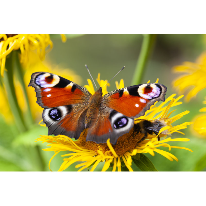 Peacock Butterfly by Kievith - Wrapped Canvas Print, 20cm H x 30cm W x 3.8cm D