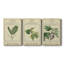 Linnaean Botany IV - ensemble de 3 impressions sur toile tendue-282748215