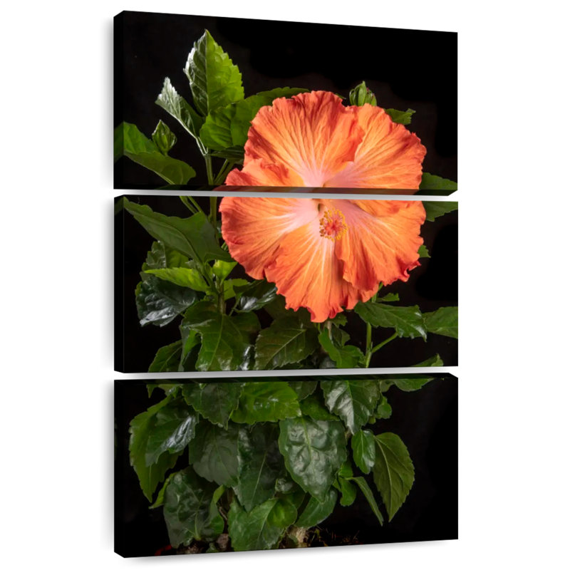 Fleur orange d'hibiscus hawaïen, H 38 po x l 24 po