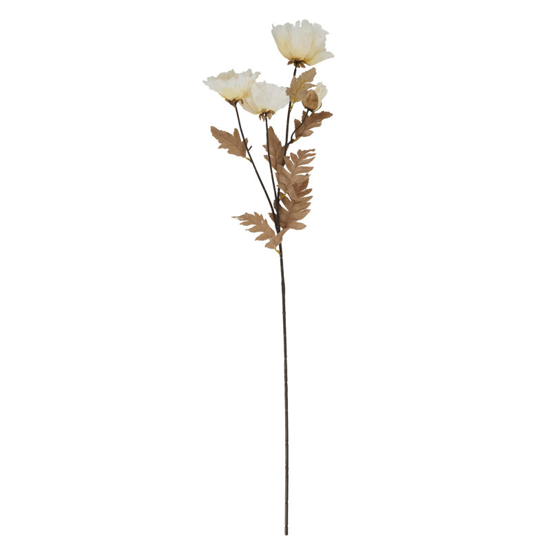 Anastasija Arrangement