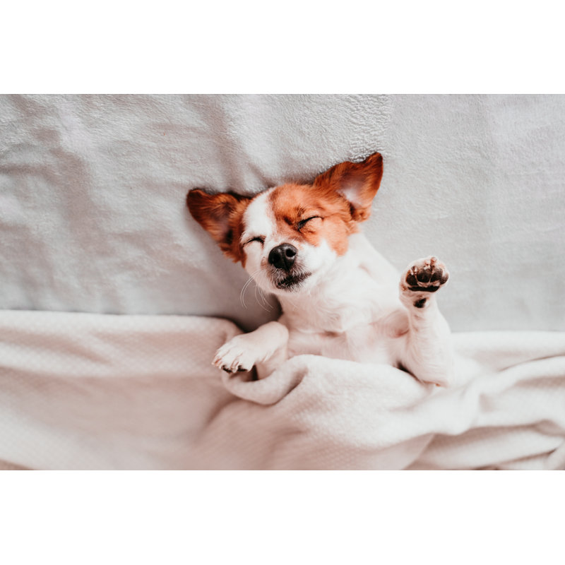 Dog sleeping 1 Piece Wrapped Canvas Wall Art, 30cm H x 46cm W