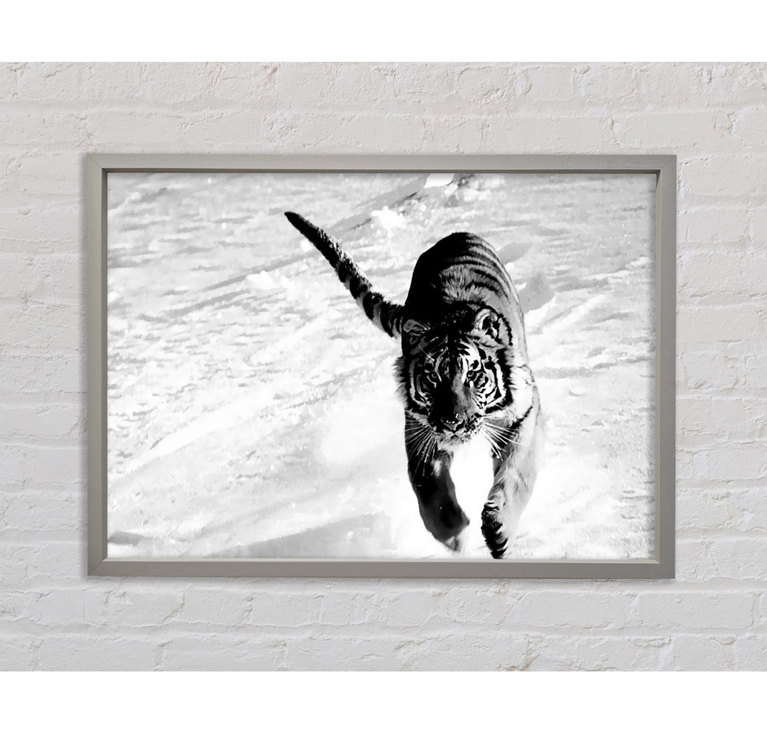 Tiger Running In Snow - Einzelner Bilderrahmen Kunstdrucke auf Leinwand