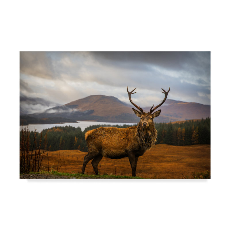 « Scottish Stag » par Adrian Popan-reproduction de photo sur toile tendue, H 30 po x l 47 po x P 2 po