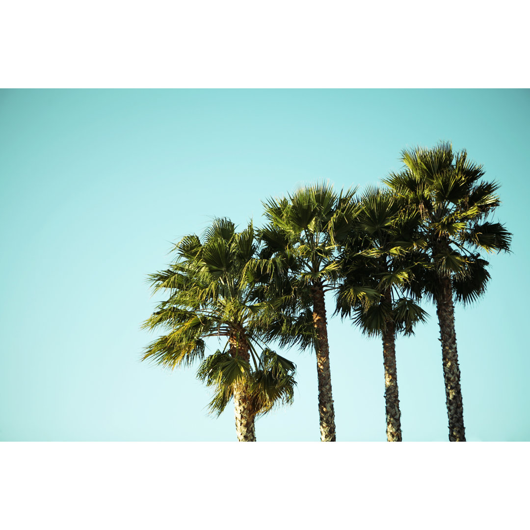 Leinwandbild Palm Trees Summer Sky Portrait