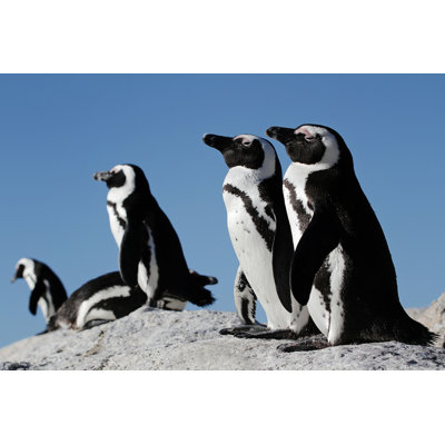 «Penguins» par Feepatou - Photographie sur toile tendue