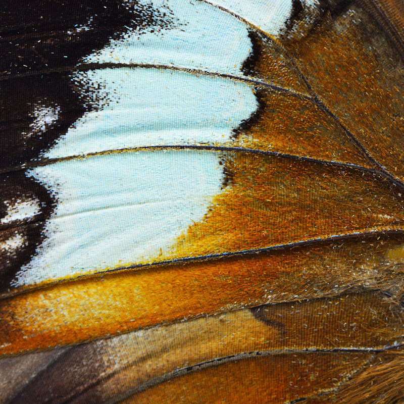 Detmold Butterfly Wing - Wrapped Canvas Print, 30cm H x 30cm W x 3.8cm D
