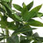 Eucalyptus artificiel en pot-111988975