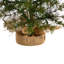 Artificial Christmas Tree with 50 Clear LED Lights Set in A Burlap Base