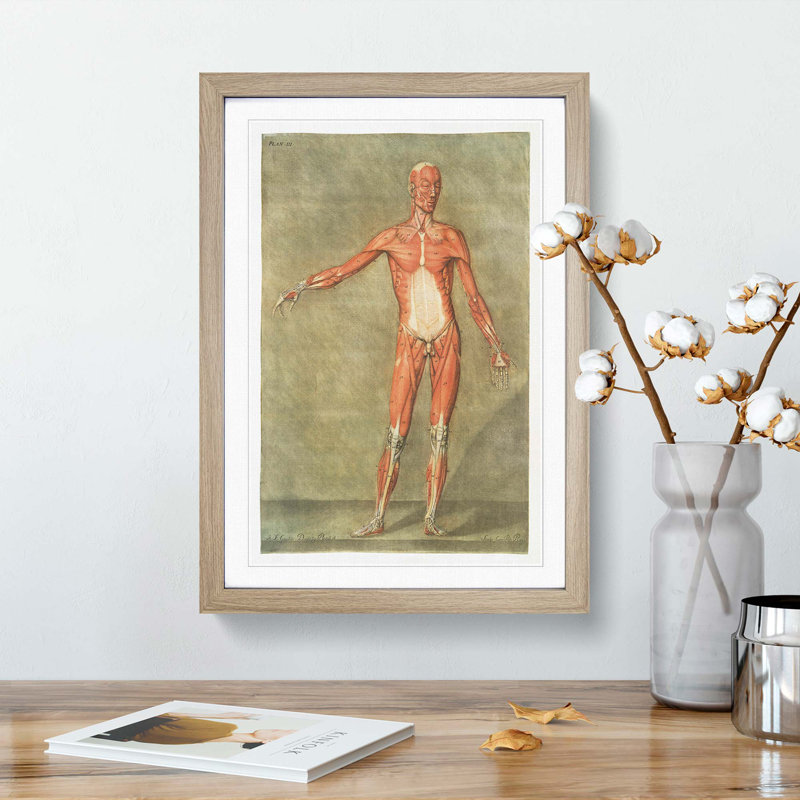 Anatomical Illustration of a Male No. 1 by Gautier-Dagoty - Picture Frame Painting Print, Oak Framed, 87cm H x 62cm W x 2cm D