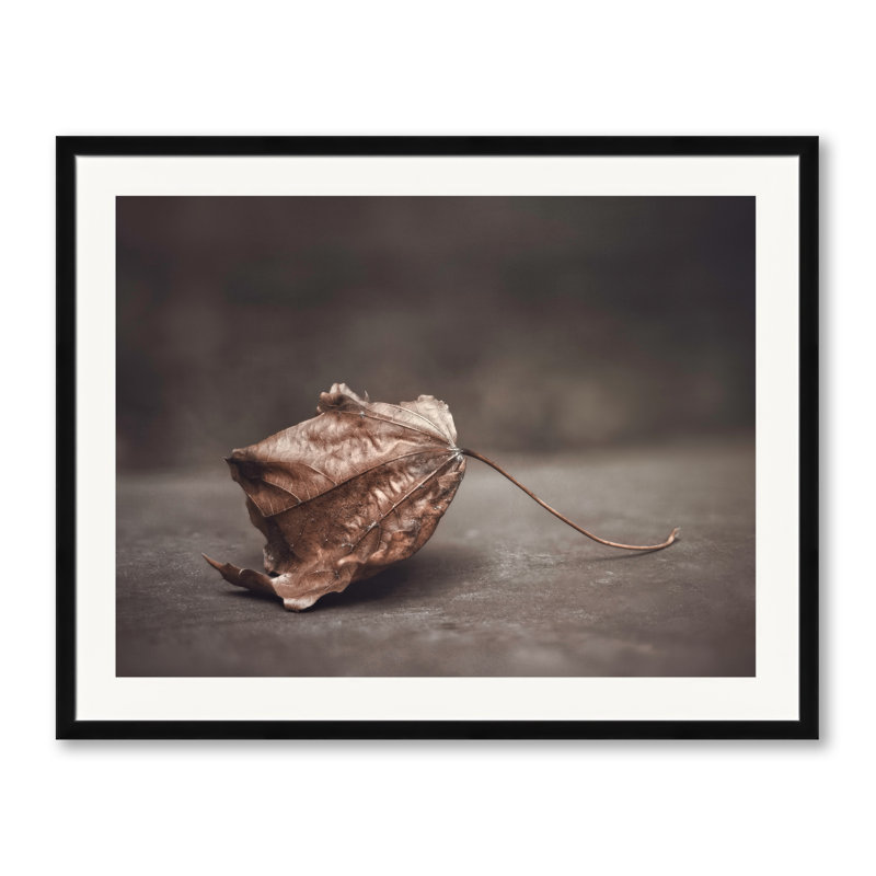 Fallen Leaf Print by Scott Norris, Black Framed Paper, 24" H x 30" W