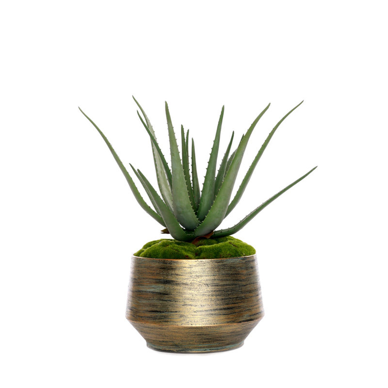 1 Plant