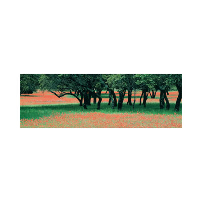 Indian Paintbrushes And Scattered Oaks, Texas Hill Co, Texas, USA - Wrapped Canvas Panoramic Print
