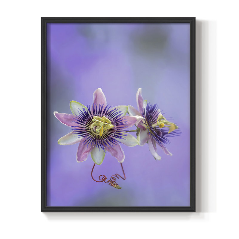 Exotic Flower Burst II, reproduction encadrée - bois massif, Noir, H 14 po x l 11 po