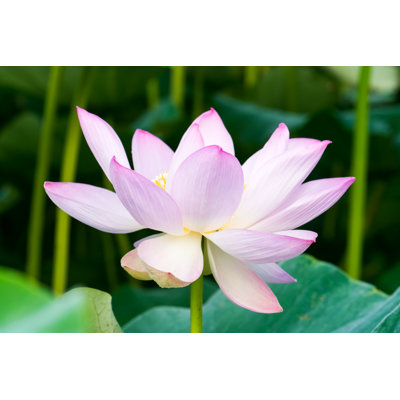 Chasey " Lotus Flower " by Shihina