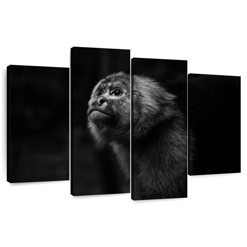 Brampt Capuchin Monkey, 14" H x 24" W
