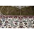 Master Collection Medallion Transitional Area Rug, Green-1410639929