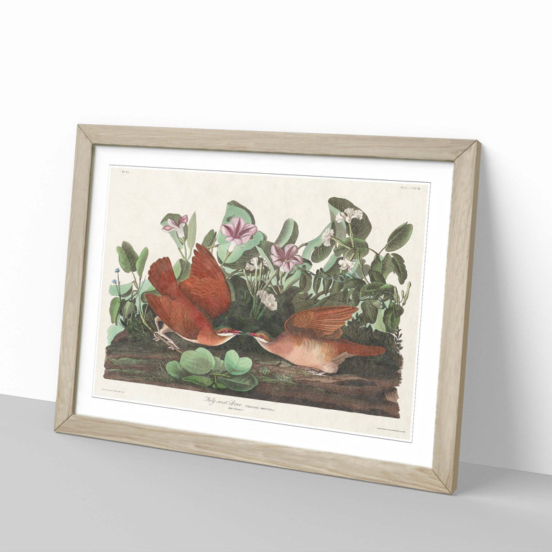 Key-West Doves by John Audubon - Picture Frame Art Print, 27cm H x 36cm W x 2cm D, Oak Framed