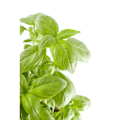 Fresh Basil by Caziopeia