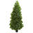 Bay Leaf Cone Topiary Tree