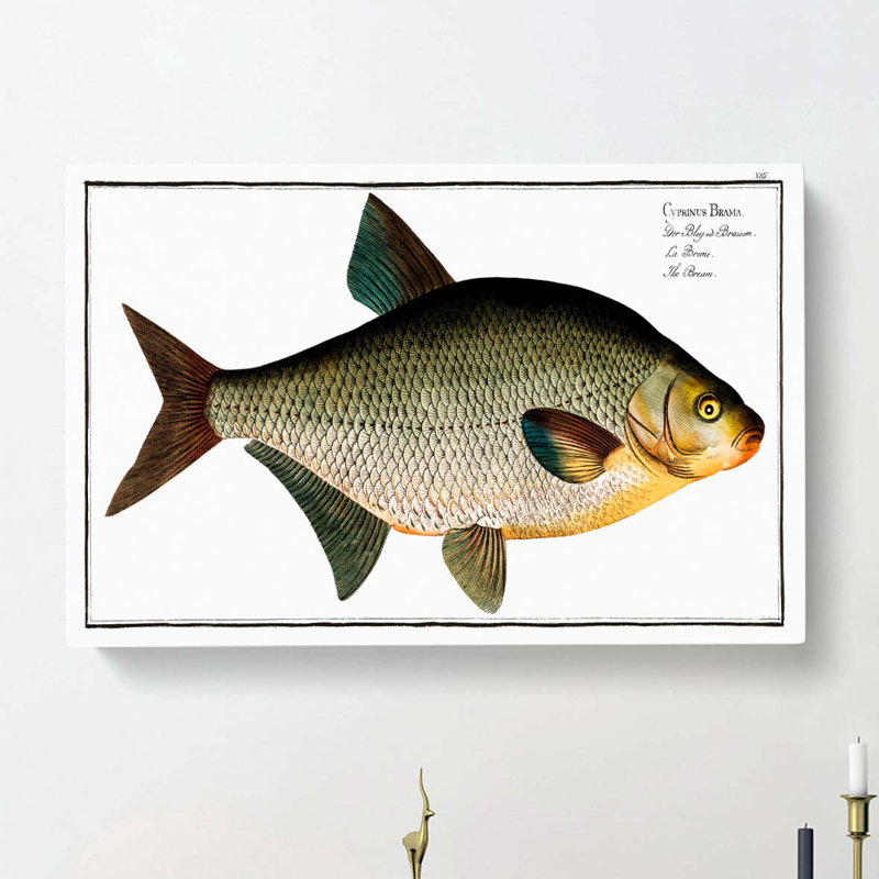 Bream Fish by M.E. Bloch - Wrapped Canvas Painting, 35cm H x 50cm W x 3cm D