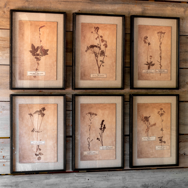 Vintage Pressed Botanical Framed Prints - Set of 6