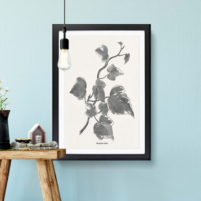 Ivy Marginata Media by Shirley Hibberd - Framed Print, 36cm H x 27cm W x 2cm D, Black Framed