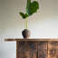 Console en bois massif de style moyen-antique