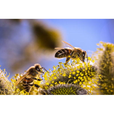Francesville Bee - Wrapped Canvas Print
