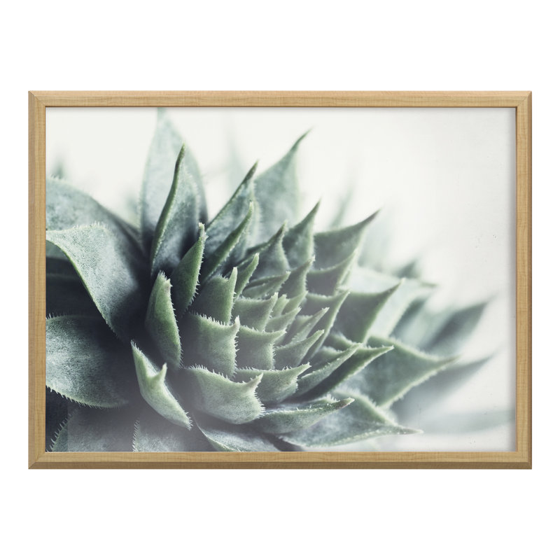 «Radical Succulent» par Emiko et Mark Franzen