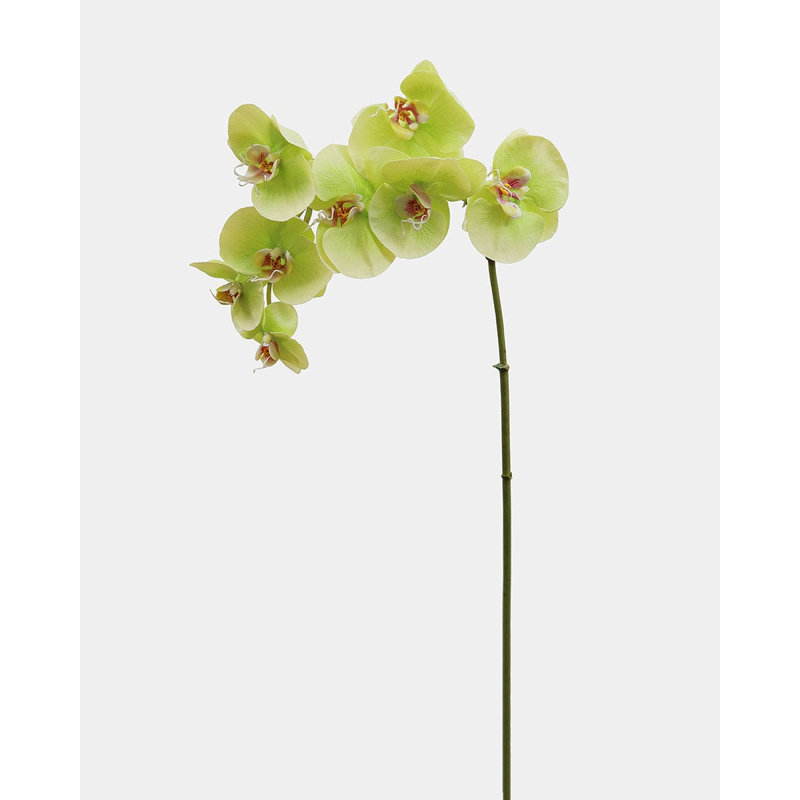 Orchidée Phalaenopsis verte 33 po, Green, 33" H x 3" W