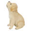 Chiot Labrador jaune