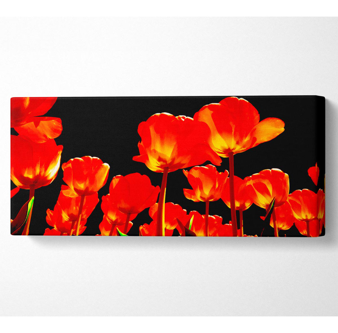 Orange Tulpen Schwarzer Himmel - Kunstdrucke auf Leinwand