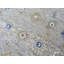 Tapis Gentian