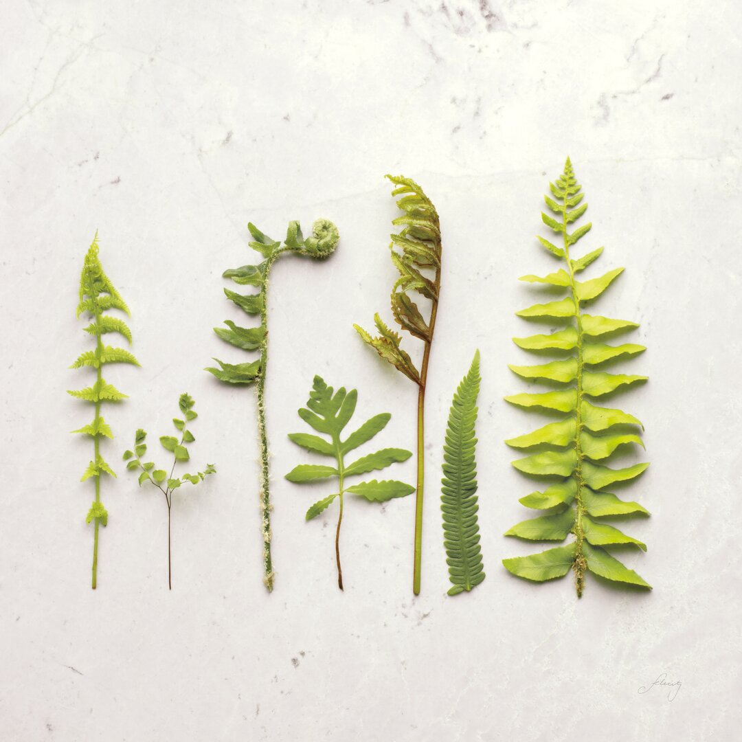 Leinwandbild Flat Lay Ferns IV von Felicity Bradley