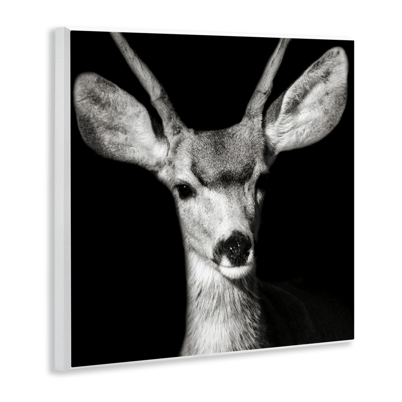«Gazing Deer Portrait» par Kathy Mansfield