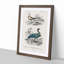 Bird Illustrations PL. 10 by Charles D' Orbigny - Single Picture Frame Painting-55457225-55457224