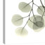 Eucalyptus - L257 - Wrapped Canvas Print-1768979809