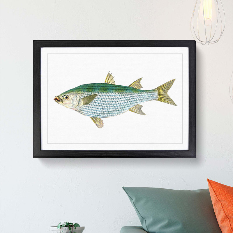 Mullet Fish by Edward Donovan - Picture Frame Painting Print, 27cm H x 36cm W x 2cm D, Black Framed