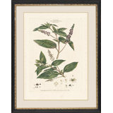 Decandria Monogynia II Print