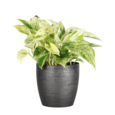 Marble Queen Pothos Plant in Pot
